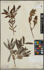Foto von Salix appendiculata Vill. x Salix eleagnos Scop.
